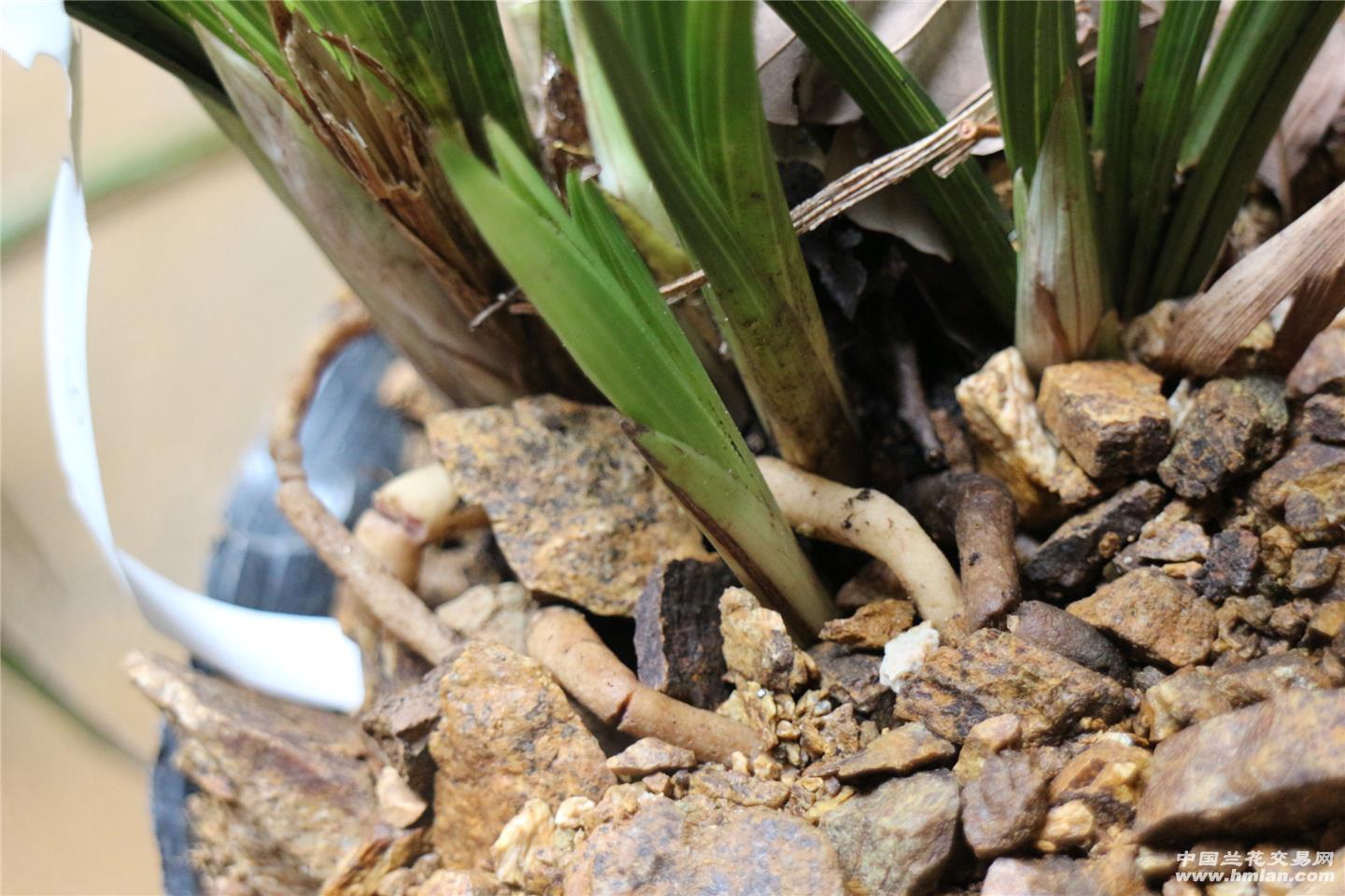 ‘xingkong.com’厦漳海上航线举行客船应急演练防“东方之星”事故(图3) 星空官网登录